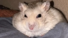 De ce hamsterul nu deschide sau pâlpâie ochii ce să facă