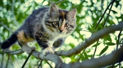 De ce pisicile au strălucirea ochilor în întuneric