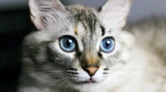 De ce pisicile au un nas umed?