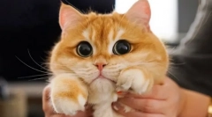 De ce pisicile se extind elevii?