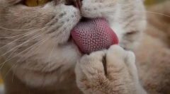 De ce pisicile au o limbă brută