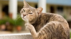 De ce pisicile sunt scoase?