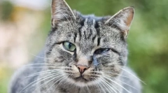 De ce pisicile fantezie?