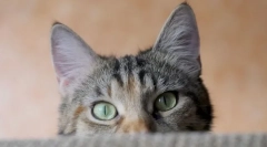 De ce pisicile urechile fierbinți?