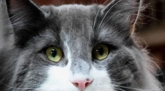 De ce pisicile roșii?