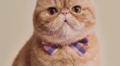 De ce se schimbă culoarea pisicii?