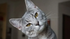 De ce pisica se umfla buza de fund?