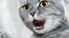 De ce pisicile miroase rău de gură?