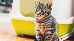 De ce nu poate pisica?