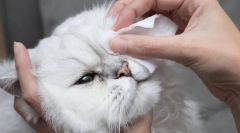 De ce pisica își va lua ochii?