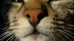 De ce pisicile se usucă nasul?