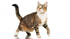 De ce pisica atârnă pielea pe burtă?