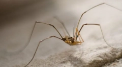 De ce fânul fânului este atât de ușor?