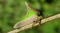 De ce unmbony arata ca un spike?