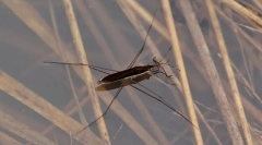 De ce camerele de apă nu se strecoară?