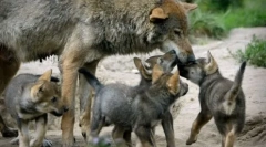 De ce lupi naude atât de rar