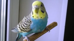 De ce papagalul ondulat tremură și se agită