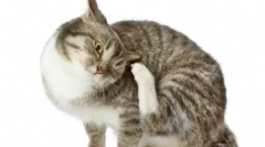 De ce se întâmplă nasul curgător la pisici și cum să-l elimine în mod eficient