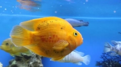 Selectarea peștelui pentru acvariu