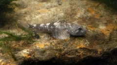 Reproducere obișnuită