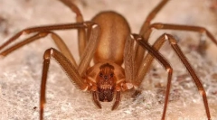 Arderea spidermanului