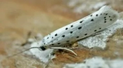 Cumpărate și remedii acasă de la molii