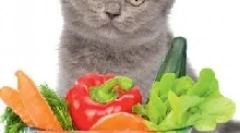 Polenta pentru pisici