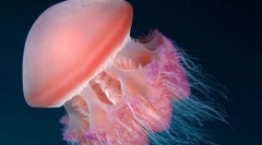 Sunteți util pentru meduză?