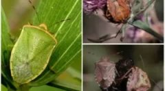 Bug-uri de grădină utile și dăunătoare