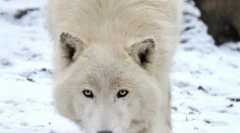 Polar wolf