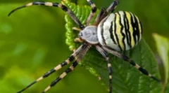 Brunnich spider