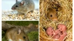 Ciclul sexual și reproducerea șoarecilor