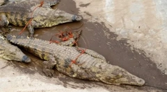 O jumătate de duzină de crocodili au scăpat din ferma din africa de sud