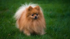 Pomeranian