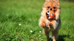 Pomeranian spitz (fotografii): kid piered și devotament nesfârșit