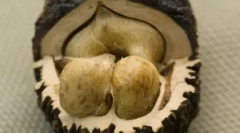 Piulița neagră de la paraziți ajută?