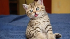 Diareea kottenka: cauze și tratament