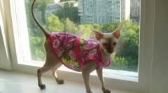 Popon pentru o pisică după operație