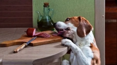 Cerșind și furtul de alimente