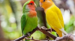 Papagalii iubesc, descrierea, îngrijirea și conținutul