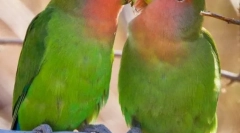 Papagalii sunt iubiți