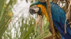 Parrot ara, descriere, specii, preț