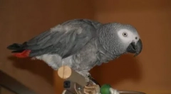 Parrot-spaniol: jaco cântă sunt kukaracha