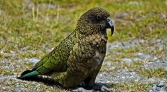 Parrot kea