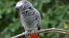 Parrot jaco, descriere, subspecii, îngrijire și conținut, prețul