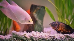 Popular pește de acvariu