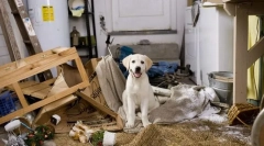 Deteriorarea proprietății