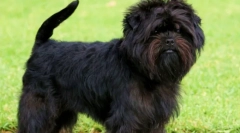 Affencerea de rasă: câine barbă din germania (foto)