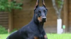 Rasa de câine, potrivită pentru dvs. Prin semnul zodiacului: faceți o alegere rezonabilă