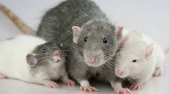 Șobolani decorativi: descrierea și diferențele în tipurile de rozătoare de acasă